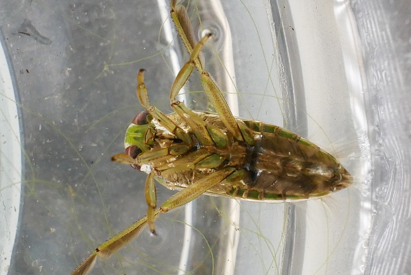 Notonecta maculata ? No, Notonecta glauca